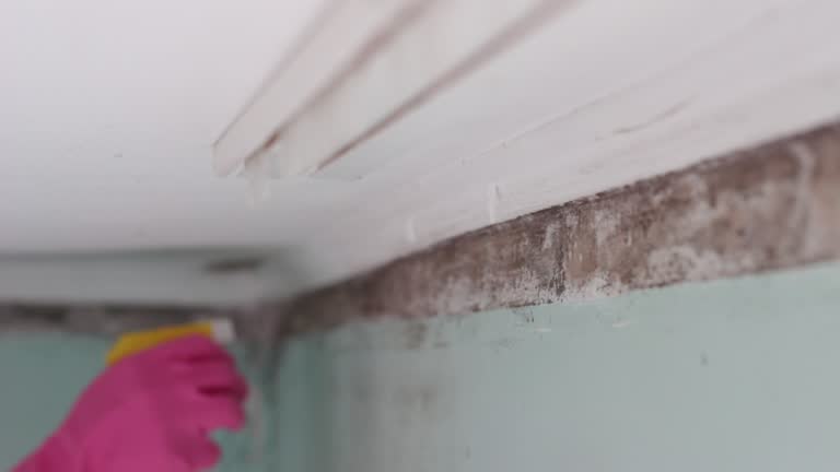 Best Attic Mold Removal  in Forks, WA